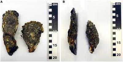 Oyster Reef Surfaces in the Central Wadden Sea: Intra-Reef Classification and Comprehensive Statistical Description